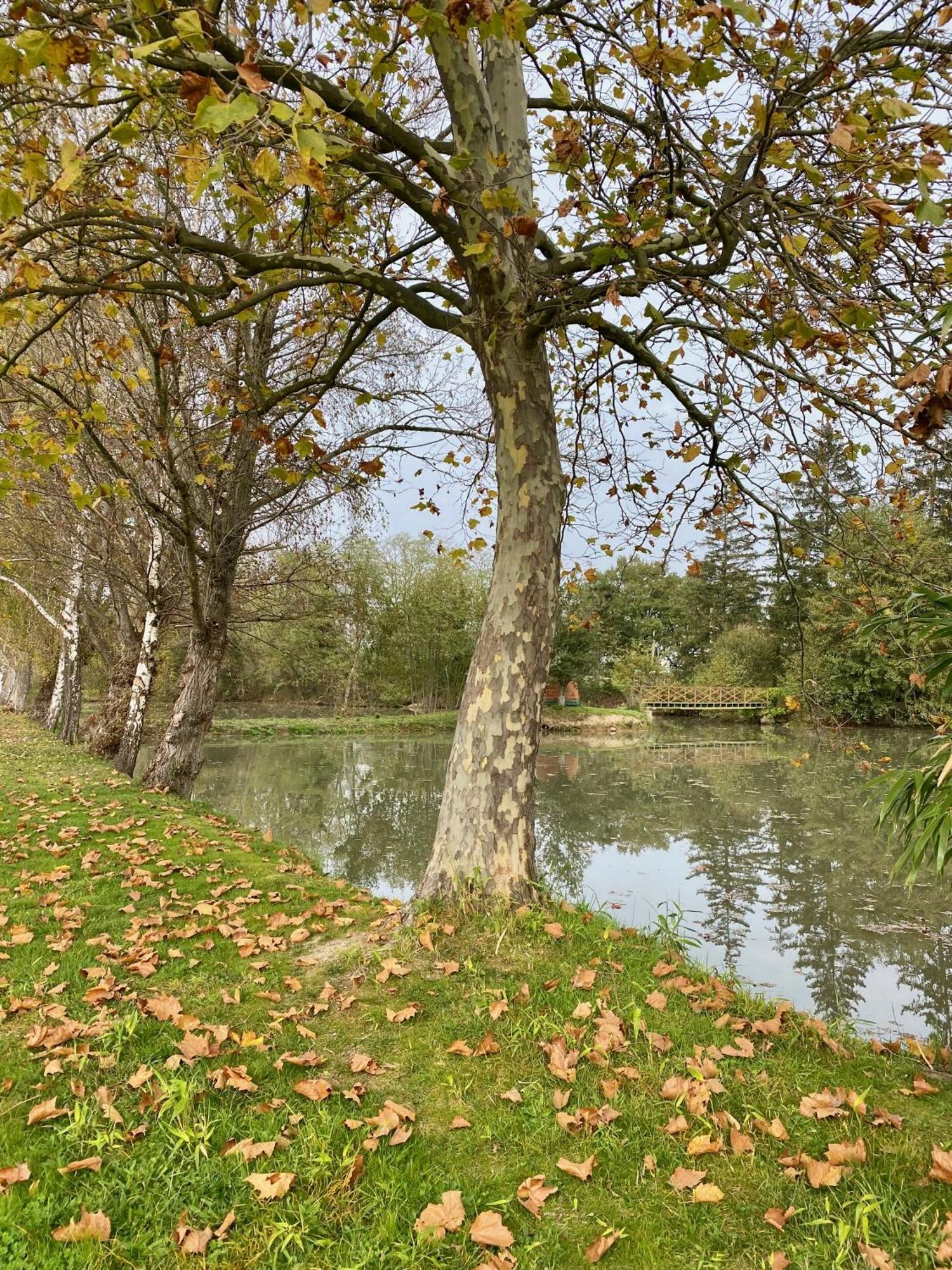 הוילה Saint-Rambert-sur-Loire Nid Douillet Au Bord De L'Eau מראה חיצוני תמונה